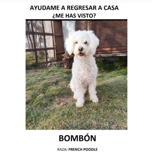 cartel de perro perdido