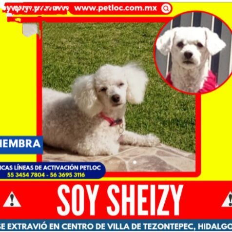 cartel de perro perdido