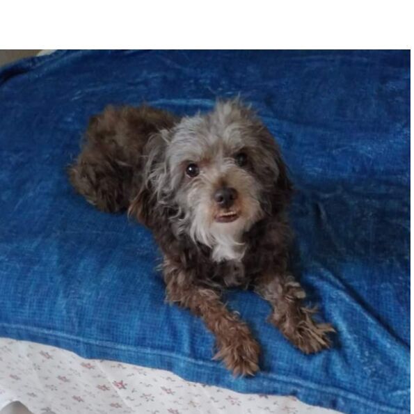 cartel de perro perdido