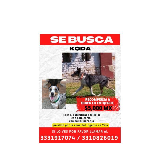 cartel de perro perdido