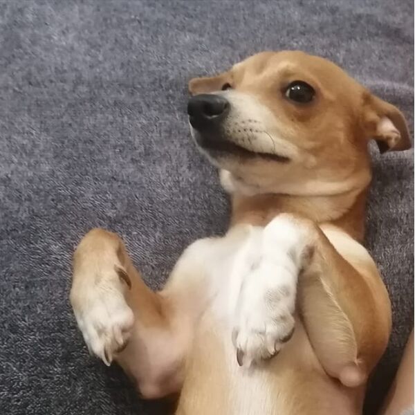 cartel de perro perdido