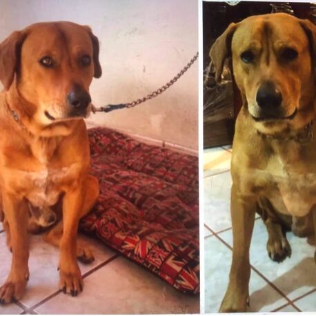 cartel de perro perdido