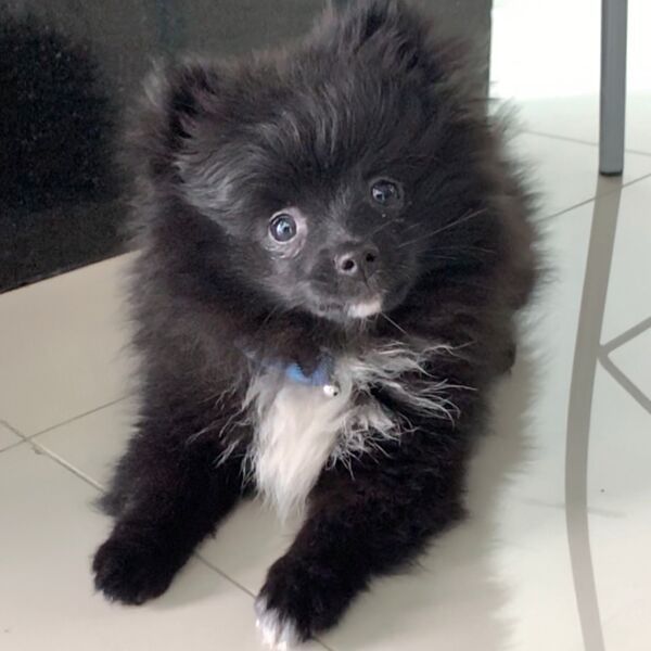 cartel de perro perdido