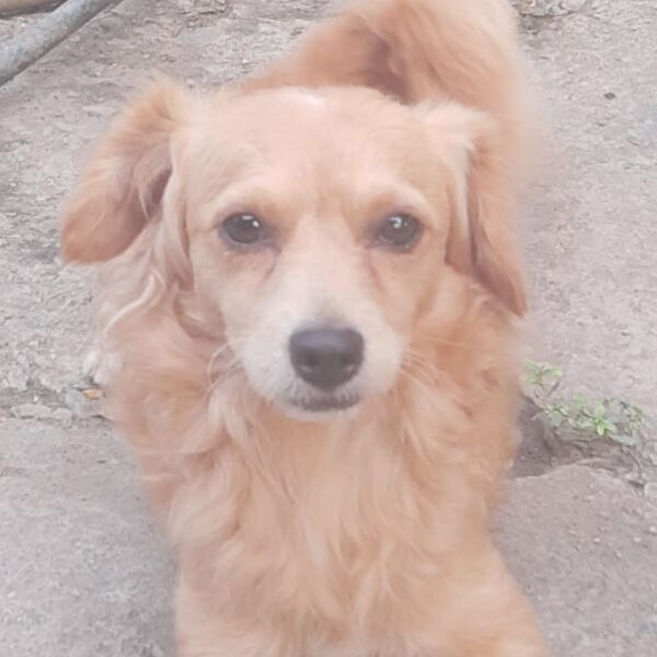 cartel de perro perdido