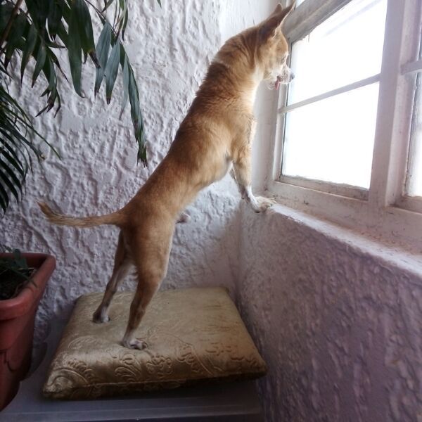 cartel de perro perdido