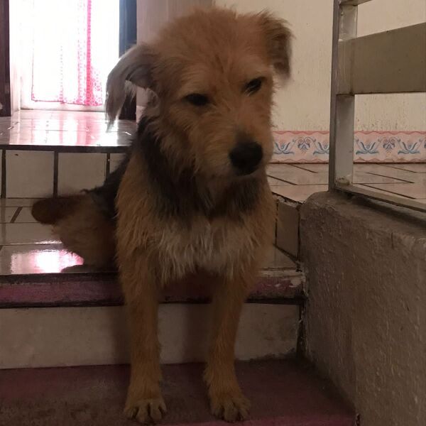 cartel de perro perdido