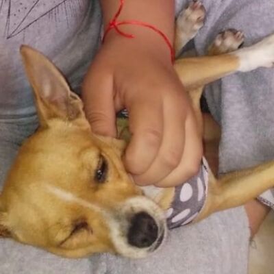 cartel de perro perdido