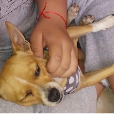 cartel de perro perdido