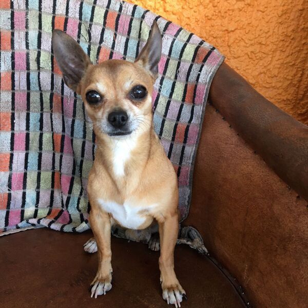 cartel de perro perdido