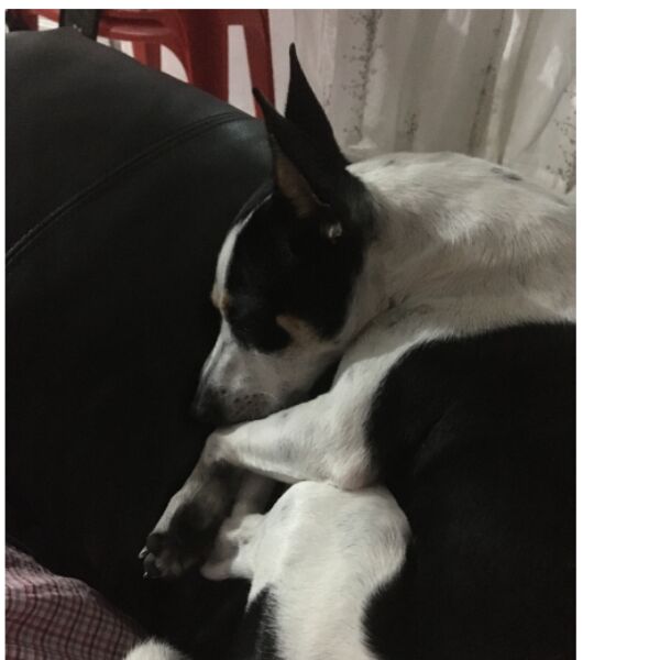 cartel de perro perdido