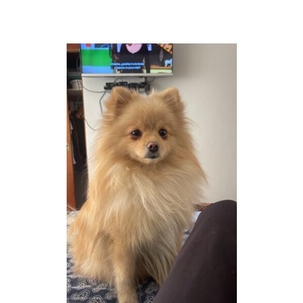 cartel de perro perdido