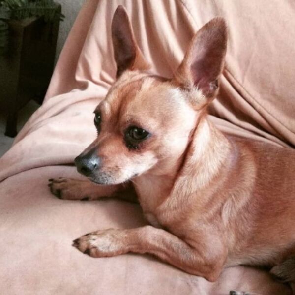 cartel de perro perdido