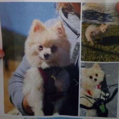 cartel de perro perdido