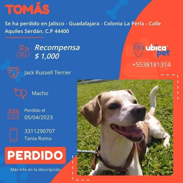 cartel de perro perdido