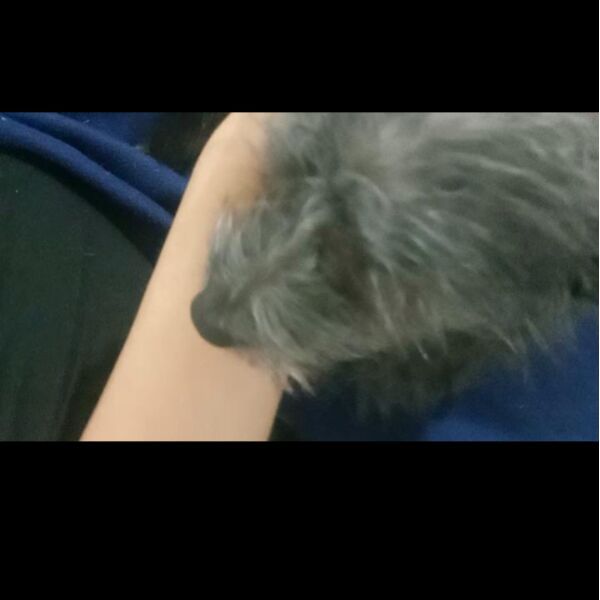 cartel de perro perdido