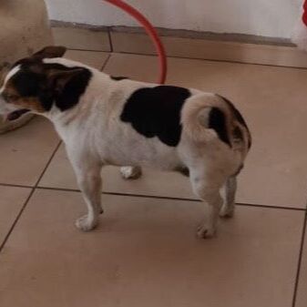 cartel de perro perdido