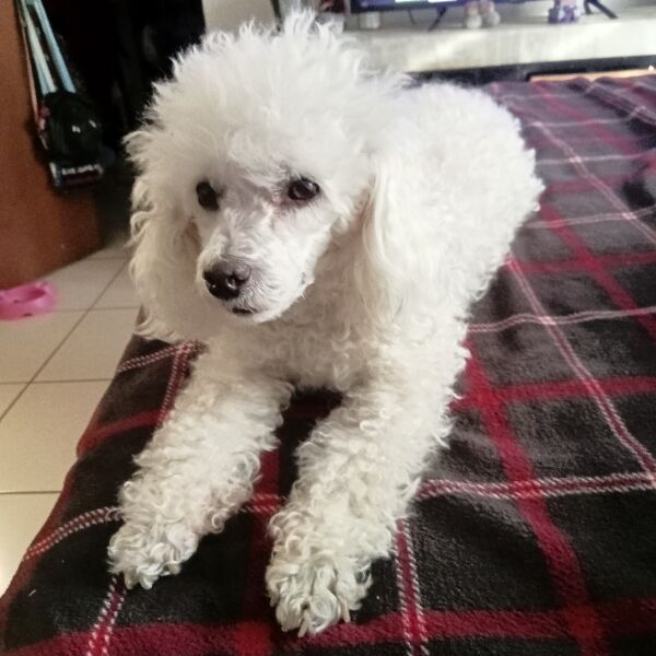 cartel de perro perdido