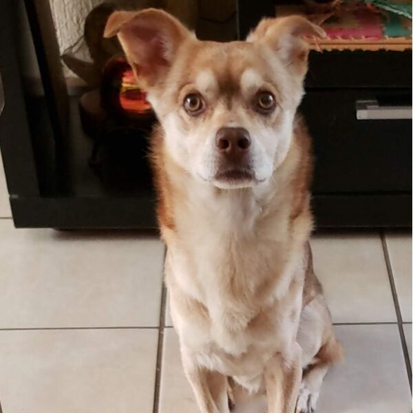 cartel de perro perdido