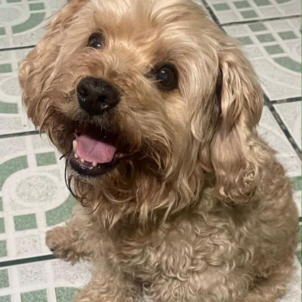 cartel de perro perdido