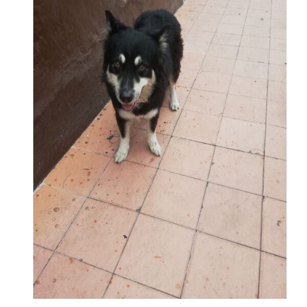 cartel de perro perdido