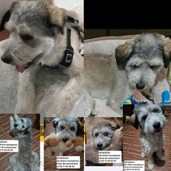 cartel de perro perdido