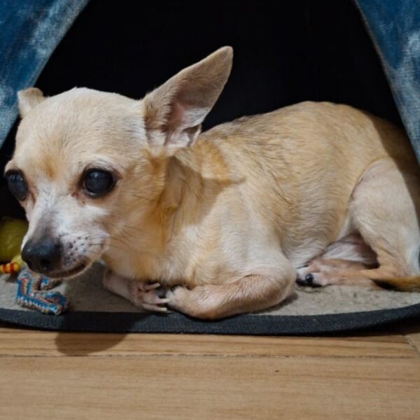 cartel de perro perdido