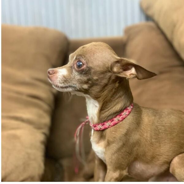 cartel de perro perdido