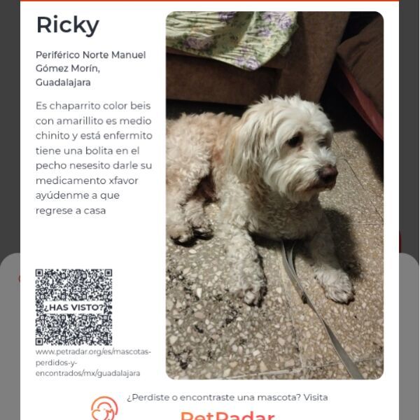 cartel de perro perdido