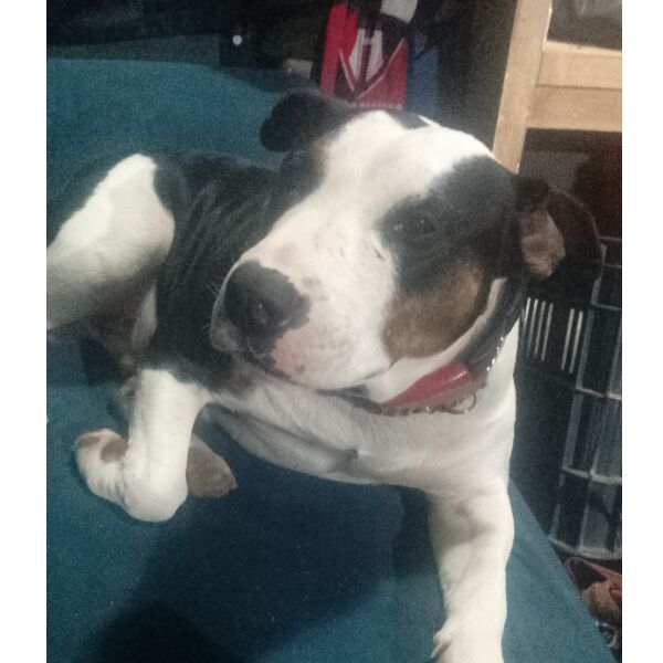 cartel de perro perdido