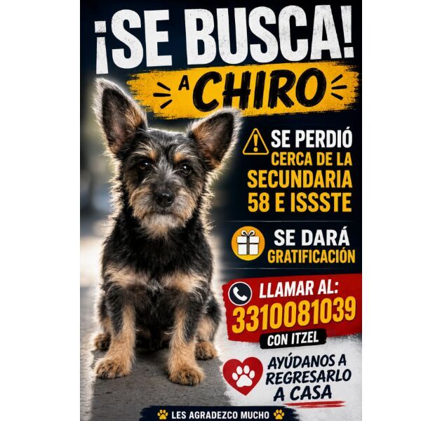 cartel de perro perdido