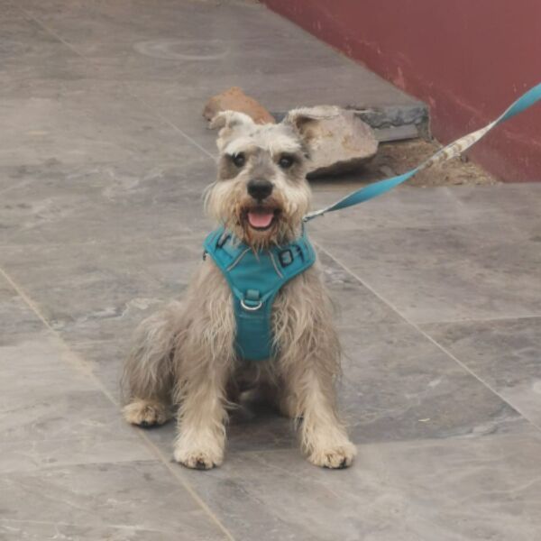 cartel de perro perdido