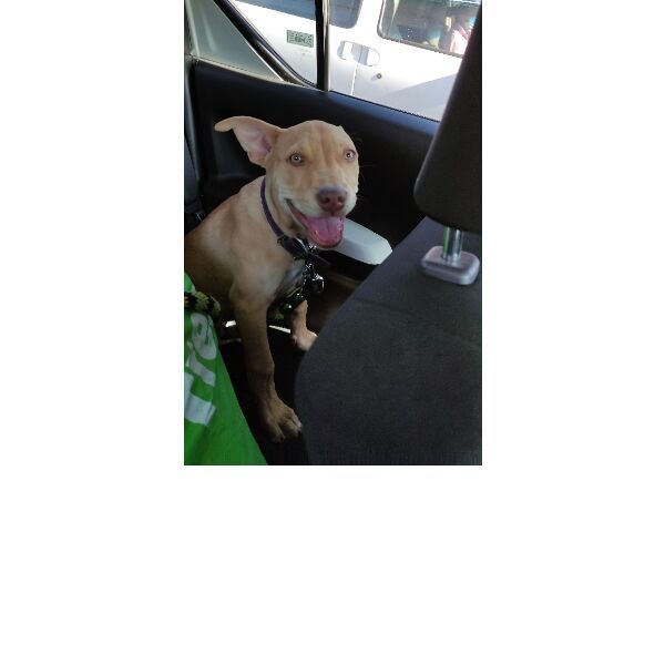 cartel de perro perdido