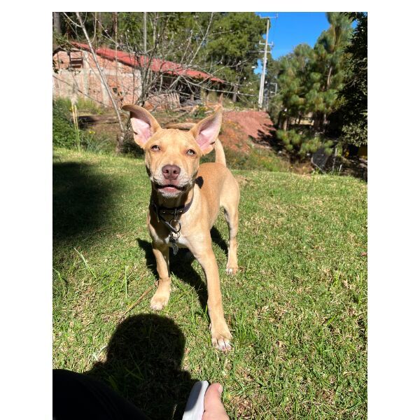 cartel de perro perdido