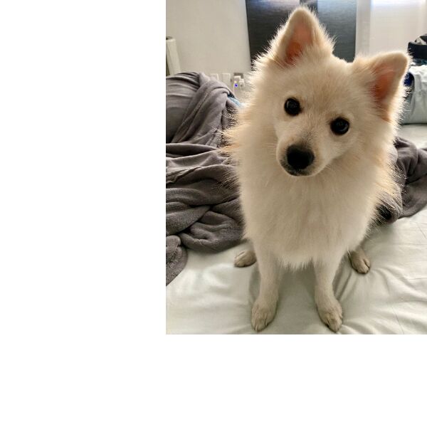 cartel de perro perdido