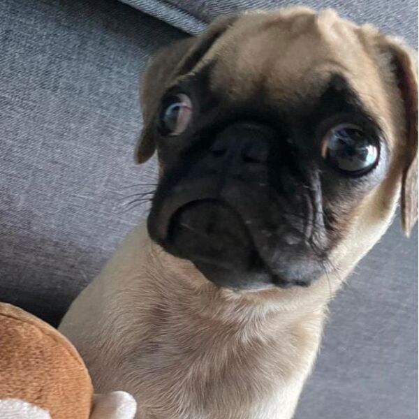 cartel de perro perdido