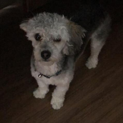 cartel de perro perdido