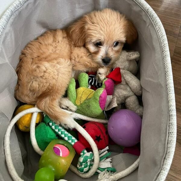 cartel de perro perdido