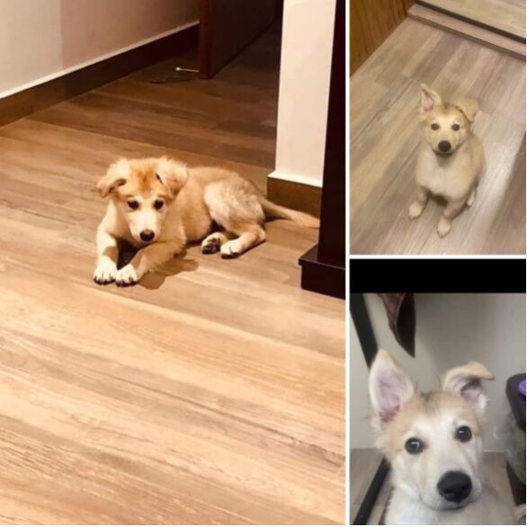 cartel de perro perdido