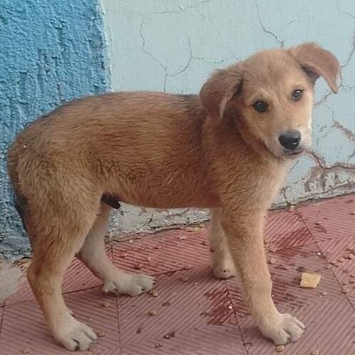 cartel de perro perdido