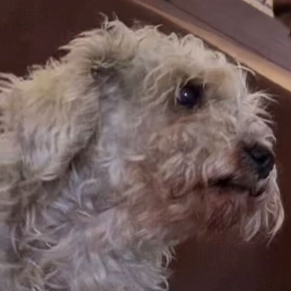 cartel de perro perdido