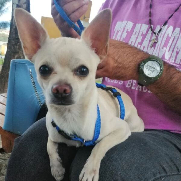 cartel de perro perdido