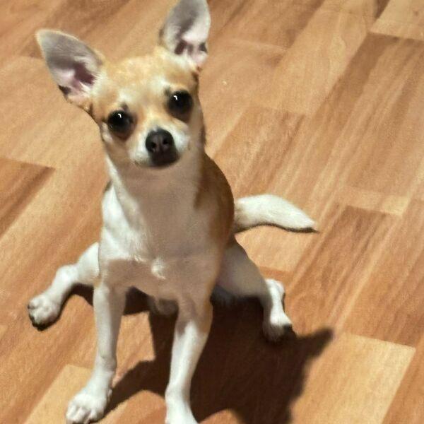 cartel de perro perdido