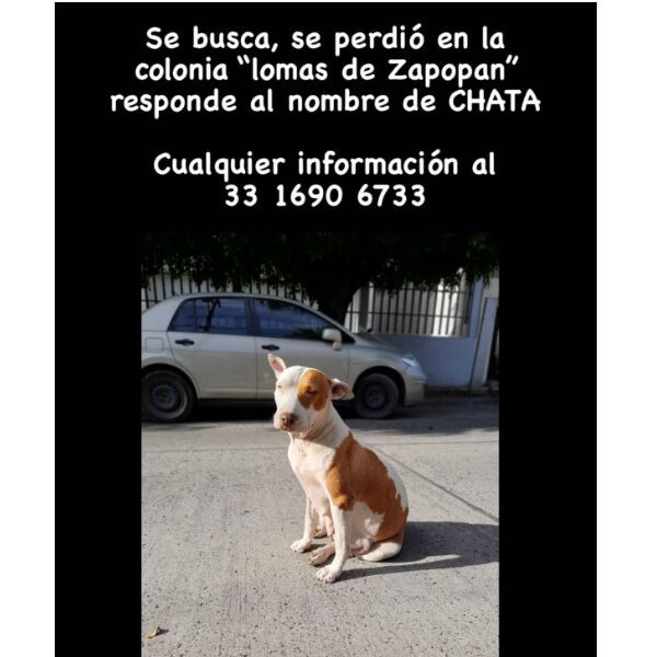 cartel de perro perdido
