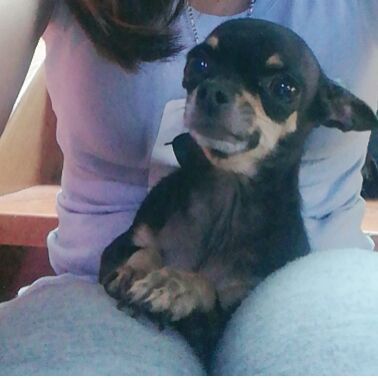 cartel de perro perdido