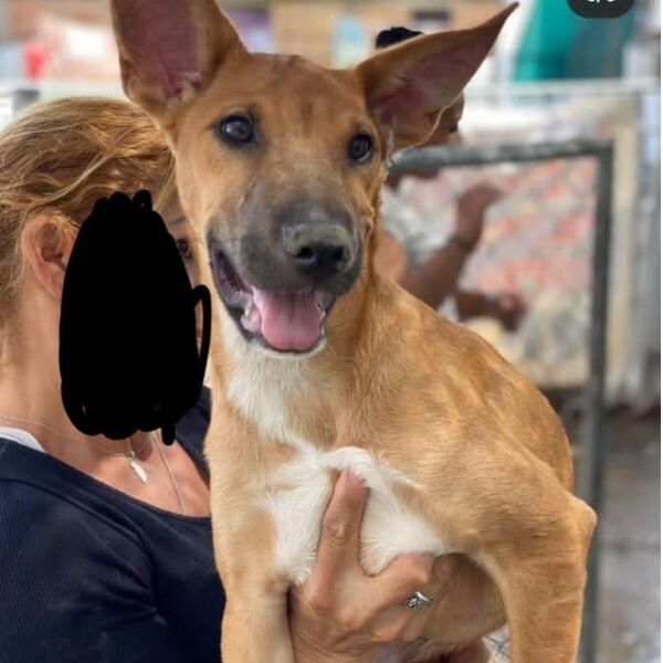 cartel de perro perdido