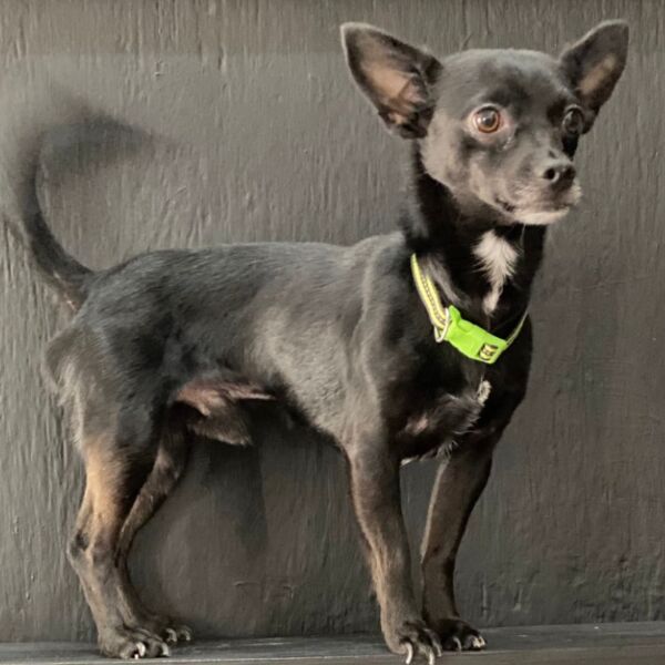 cartel de perro perdido