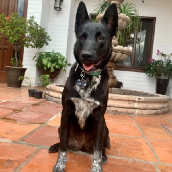 cartel de perro perdido