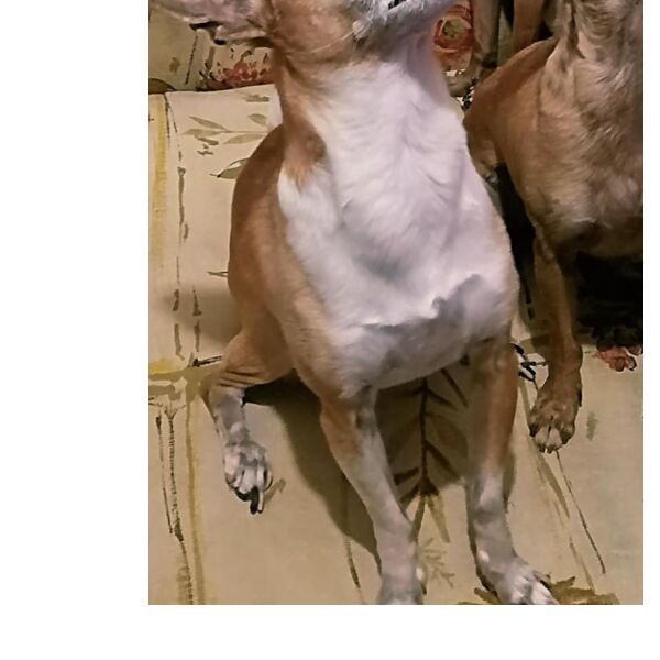 cartel de perro perdido