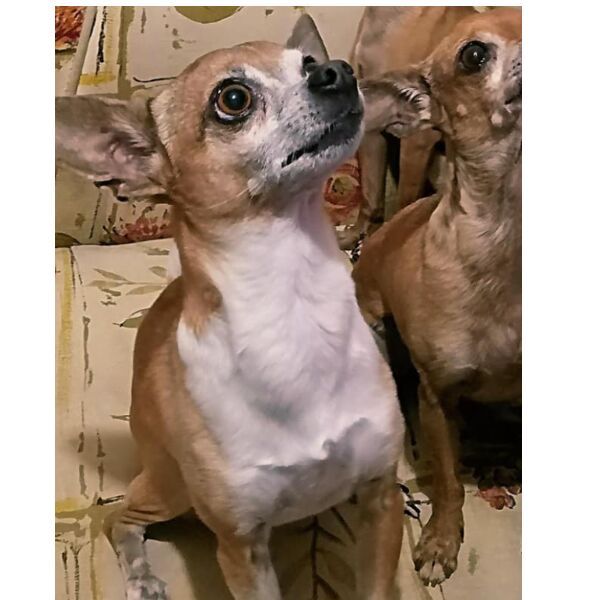 cartel de perro perdido