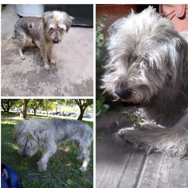 cartel de perro perdido